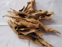 Lá vối sử dụng chữa đầy bụng thanh nhiệt