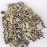Mua cây ngải cứu ở đâu chữa bệnh