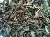 Địa chỉ bán cây an xoa tại hà giang