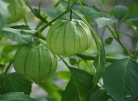 Mua cây tầm bóp ở đâu chất lượng