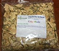 Mua cây muối ở đâu | cây muối bán ở đâu