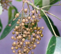 Cây nhội dùng chữa đau nhức