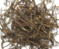 Địa chỉ cung cấp cây bán chi liên | Phân phối cây bán chi liên