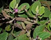 Cây an xoa mua ở đâu tphcm