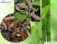 Mua cây an xoa ở bình phước