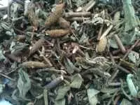 Cây an xoa có chữa khỏi viêm gan b