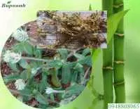 Cây nở ngày đất có chữa được bệnh gút