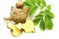 Tinh bột nưa - mua bột nưa ở đâu - bột nưa mua ở đâu