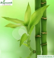 Địa chỉ bán cây thuốc nam tại bến tre