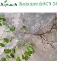 Uống cà gai nhiều có hại không