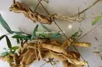 Cấy xáo tam phân giả