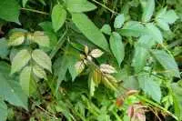 Cách sử dụng trà dây hiệu quả