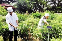 Trồng dược liệu tại gia lai