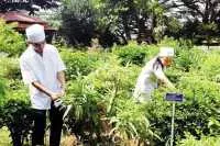 Trồng dược liệu tại gia lai