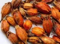 Quả dùng dành làm gia vị