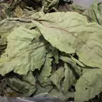 Lý do tại sao người ta không dùng cây mật gấu nam