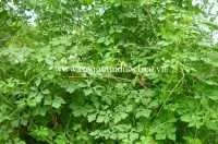 Dây khô qua rừng khô chữa tiểu đường