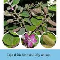 Dùng cây an xoa đúng cách để chữa bệnh gan