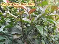 Hiểu đúng về cây xạ đen