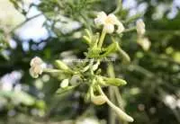 Cách sử dụng hoa đu đủ đực và nhân biết hoa đu đủ đực