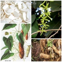 Hoài sơn vị thuốc đại bổ