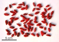 Những thảo dược có tác dụng kéo dài tuổi thọ