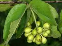 Cây dược liệu cây Cò sen, Song môi lông vàng, Mại liễu lông