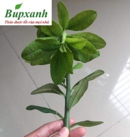 Địa chỉ bán cây thạch anh