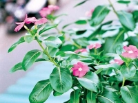 Cây dừa cạn bạn đã biết về công dụng hỗ trợ điều trị ung thư chưa?