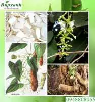 Củ mài cung cấp chất dinh dưỡng bồi bổ cơ thể ngoài ra còn hỗ trợ điều trị tiểu đường bạn đã biết chưa?