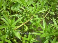 Cây rau ngổ có tác dụng trong điều trị bệnh sỏi thận điều này có đúng không?