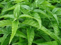 Mua cây hoàn ngọc khô ở đâu chữa ung bướu