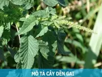Cây Dền Gai – Vị Thuốc Quý Từ Vườn Nhà: Tác Dụng, Cách Dùng và Các Bài Thuốc Dân Gian