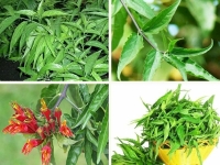 Cây Bìm Bịp (Mảnh Công, Cây Xương Khỉ) – Thảo Dược Quý Hỗ Trợ Điều Trị Ung Thư & Xương Khớp