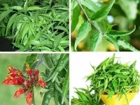 Cây Bìm Bịp (Mảnh Công, Cây Xương Khỉ) – Thảo Dược Quý Hỗ Trợ Điều Trị Ung Thư & Xương Khớp