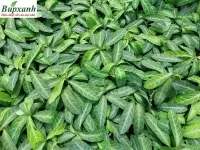 Cây Lưỡi Nhân (Cây Lưỡi Người, Cây Cam Xũng) – Đặc Điểm, Công Dụng, Bài Thuốc và Cách Dùng Hiệu Quả