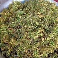 Hoa Đu Đủ Đực – Công Dụng, Tác Dụng, Cách Sử Dụng và Địa Chỉ Bán Uy Tín