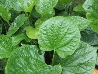 Lá Lốt Chữa Phong Tê Thấp