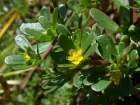 Rau Sam – Thảo Dược Quý Giải Nhiệt, Thanh Lọc Cơ Thể và Hỗ Trợ Sức Khỏe Toàn Diện