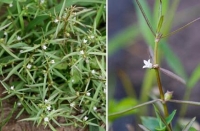 Cỏ Lưỡi Rắn – Vị Thuốc Dân Gian Hỗ Trợ Điều Trị Ung Thư Hiệu Quả