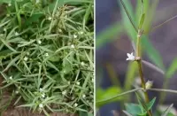 Cỏ Lưỡi Rắn – Vị Thuốc Dân Gian Hỗ Trợ Điều Trị Ung Thư Hiệu Quả