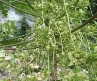 Công dụng tuyệt vời của hoa đu đủ đực rừng tự nhiên – thảo dược quý hỗ trợ ho, thanh lọc, ổn định đường huyết