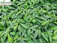 Cây Lưỡi Nhân – Dược Liệu Dân Gian Quý Trong Hỗ Trợ Sức Khỏe Tim Mạch Và Thanh Lọc Cơ Thể