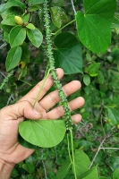 Thu hái dây cóc rừng, cắt khúc phơi khô đúng cách để giữ trọn dược tính