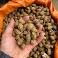 Hạt đười ươi bay là gì? Công dụng, cách dùng và những lưu ý quan trọng