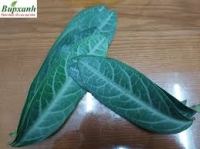 Cách sử dụng cây cam xũng (cây lưỡi người) hỗ trợ hở van tim