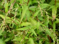 Cây nghể răm chữa sán chó, mèo – kinh nghiệm dân gian và lưu ý khi sử dụng