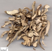 Thạch Xương Bồ – Vị Thuốc Khai Khiếu, An Thần, Tăng Cường Trí Nhớ Trong Đông Y