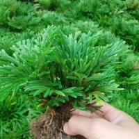 Trường Sinh Thảo – Vị Thuốc Quý Từ Thiên Nhiên Giúp Thanh Nhiệt, Bồi Bổ Cơ Thể Và Tăng Cường Sức Khỏe