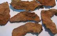 Công Dụng Của Củ Móp Gai